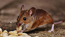 24 Hour & Emergency Exterminators in Cape Hatteras National Seash, NC